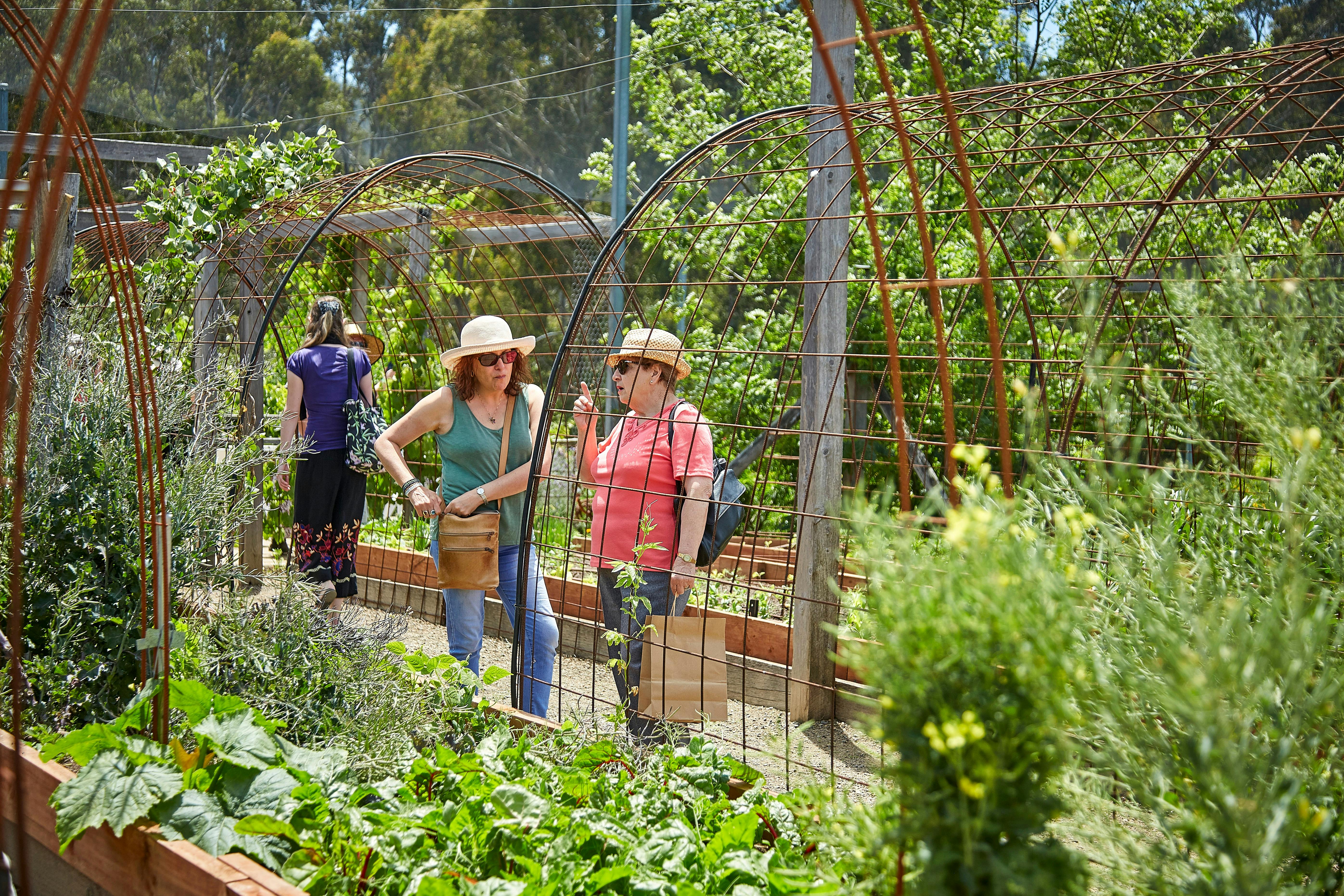 Veggies Beds in the Edible Forest