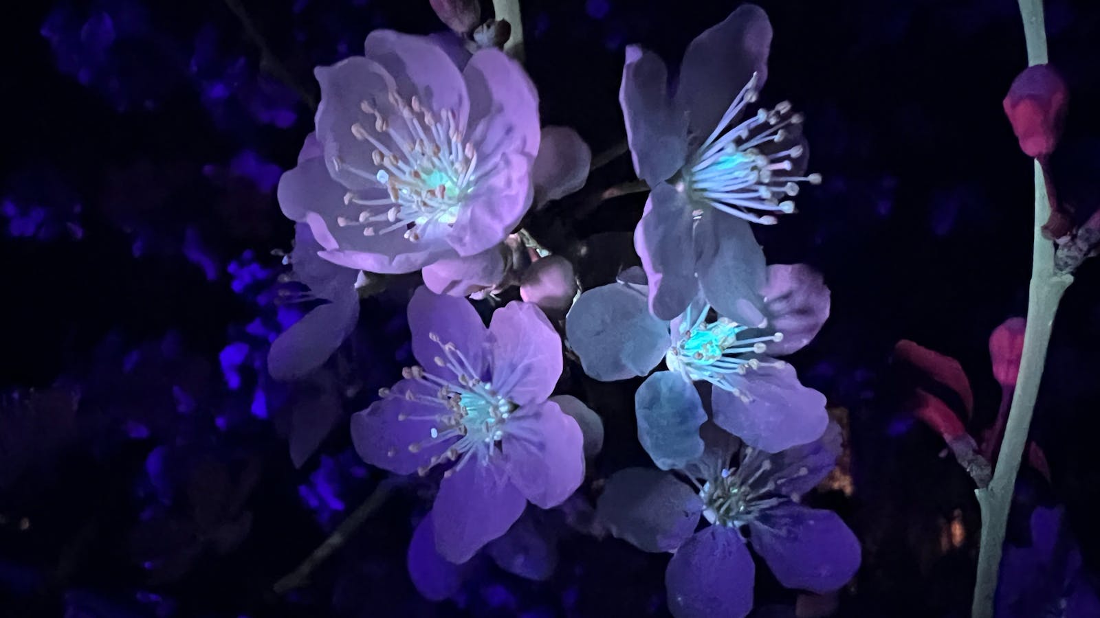 Plum blossoms