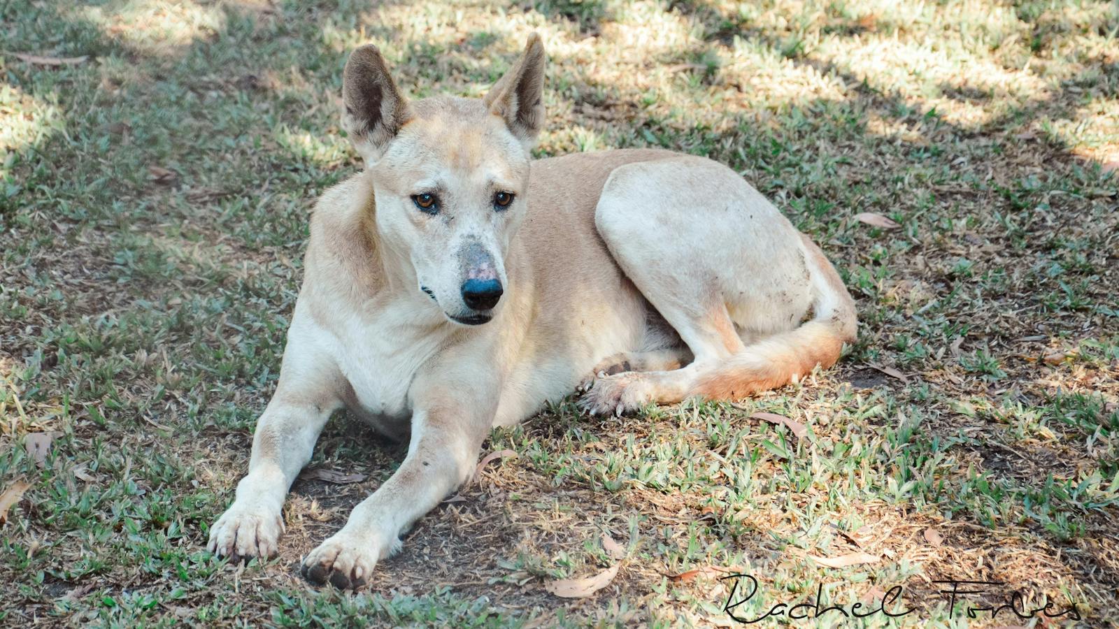Dingo 1