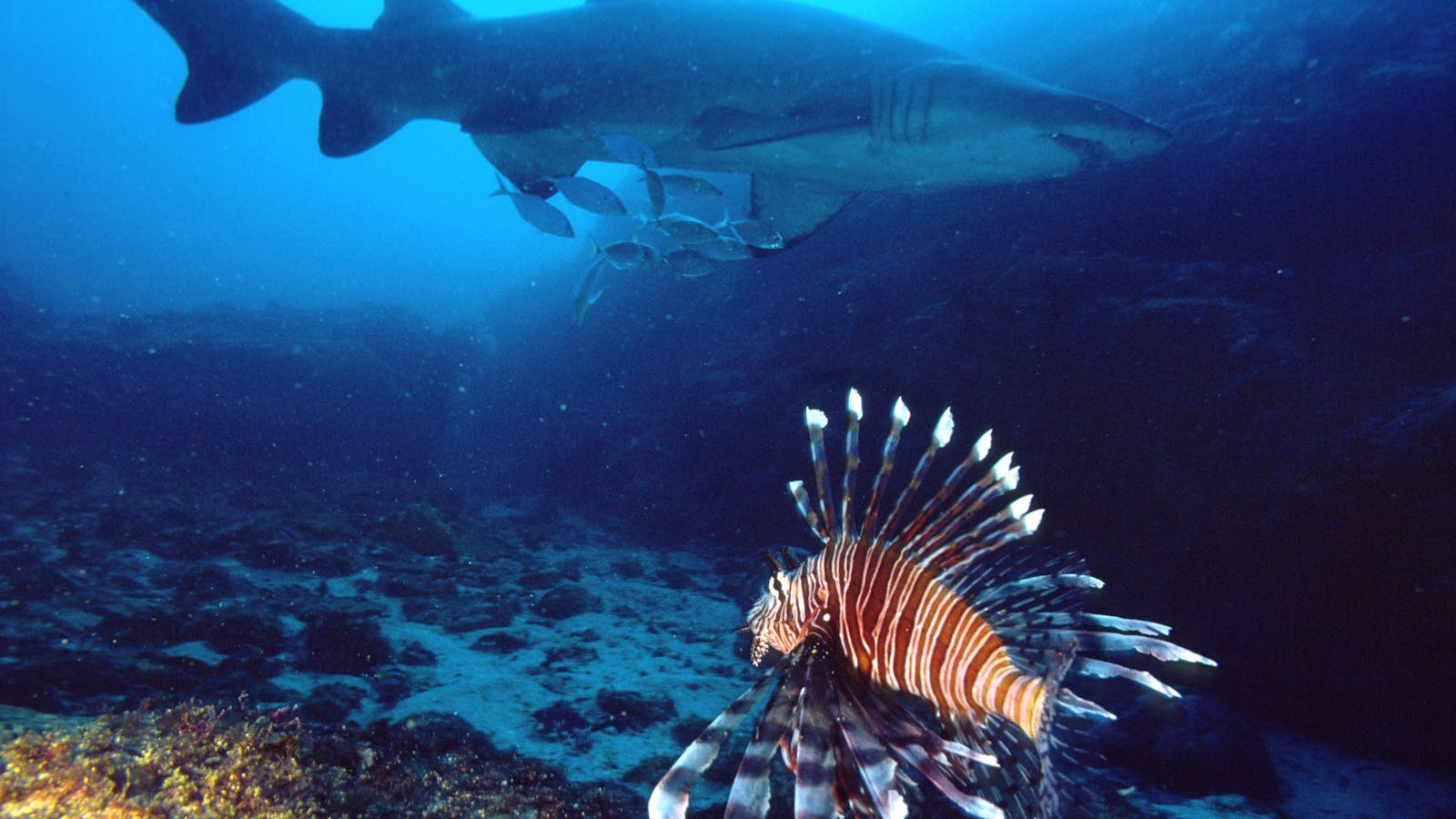 Solitary Islands Marine Park