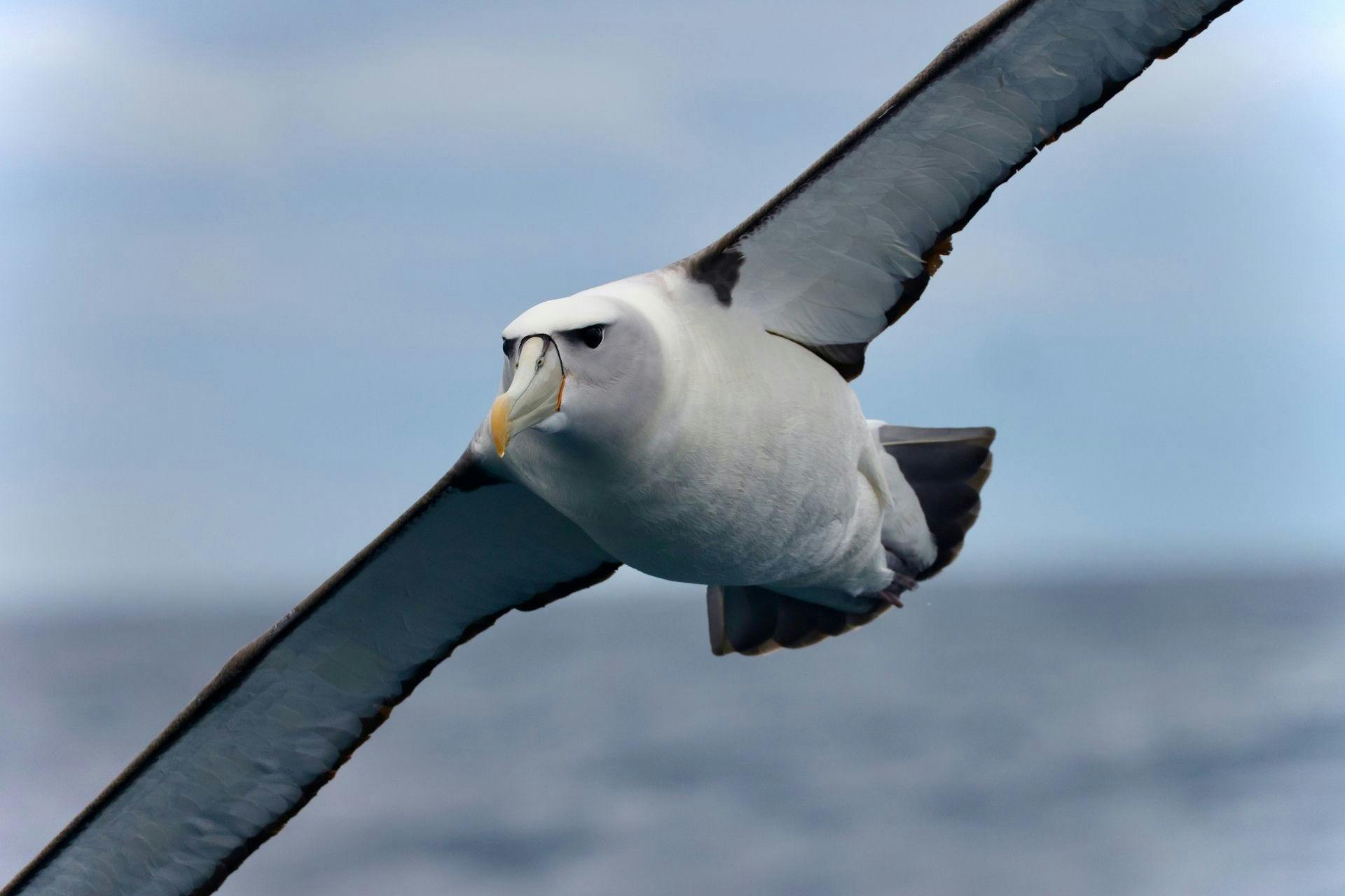 Shy Albatross flying past