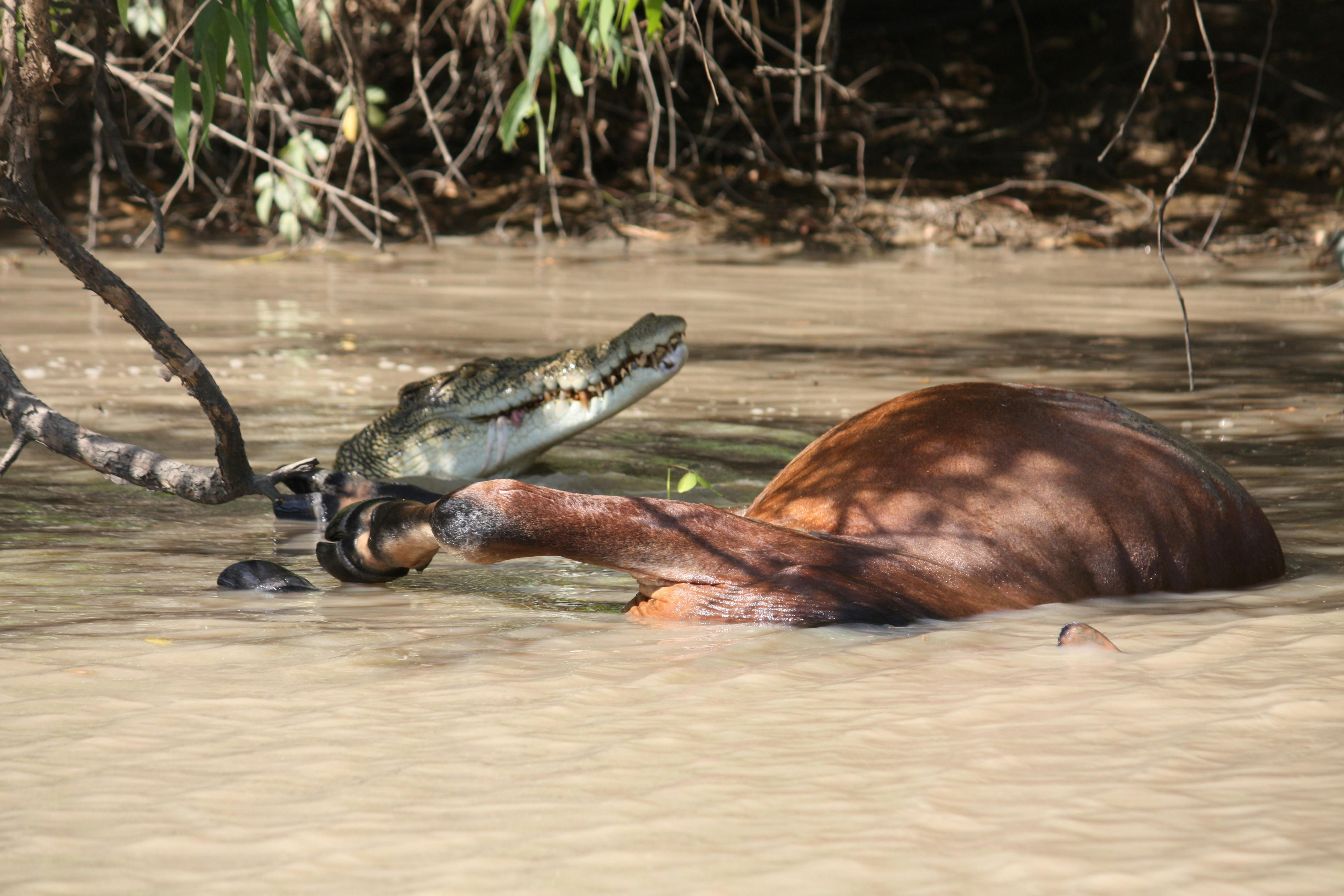 this poor cow came down to the river for a drink  but sadly didnt make it back to the herd.