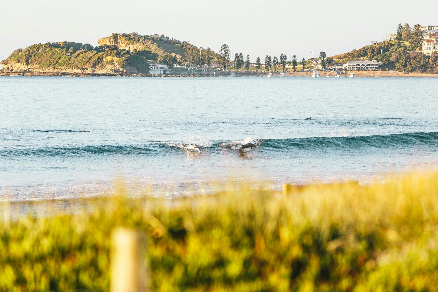 Dolphins catching a wave at Terrigal Beach, Terrigal on the Central Coast of NSW.