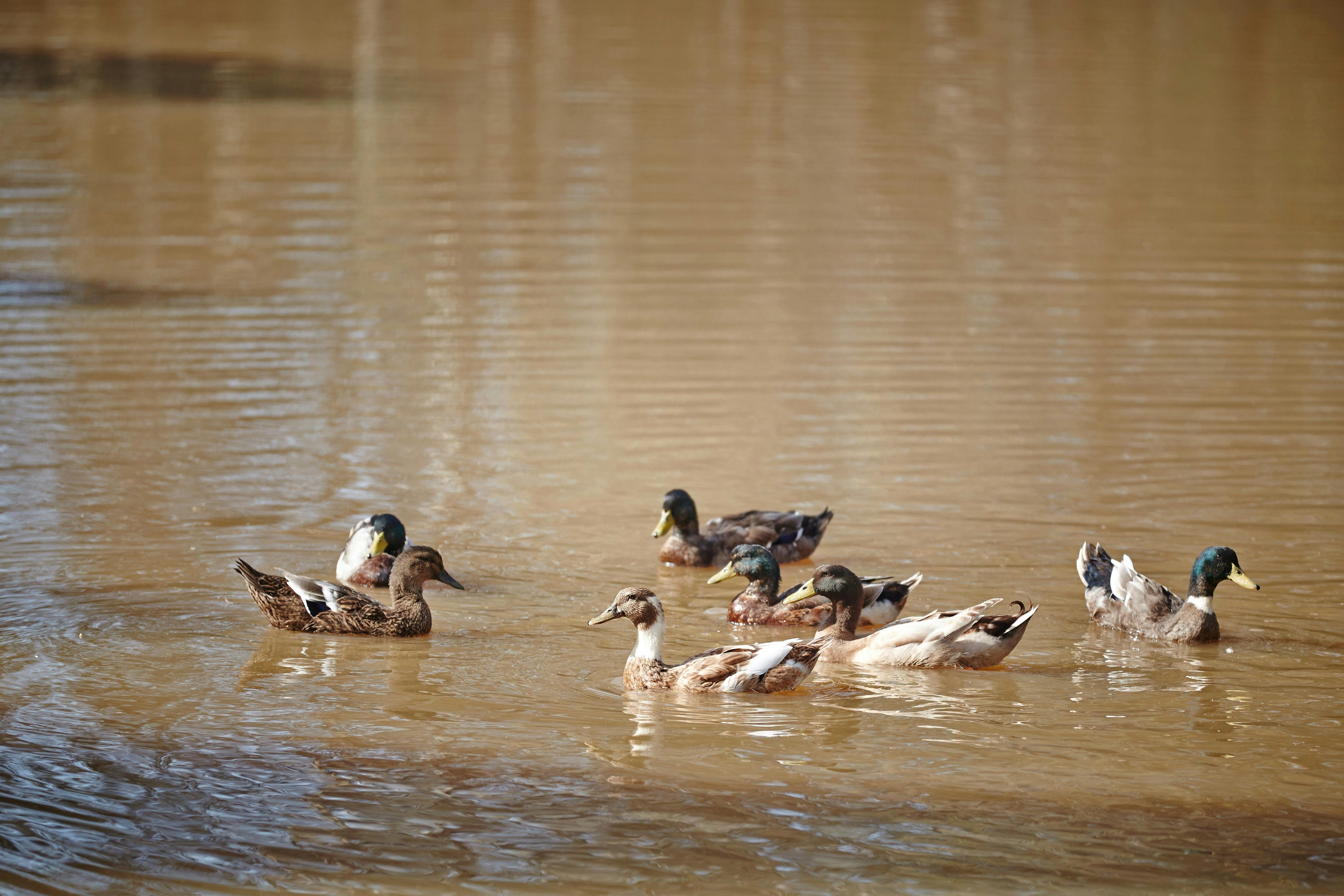 Seven wood ducks swimming on brown lake