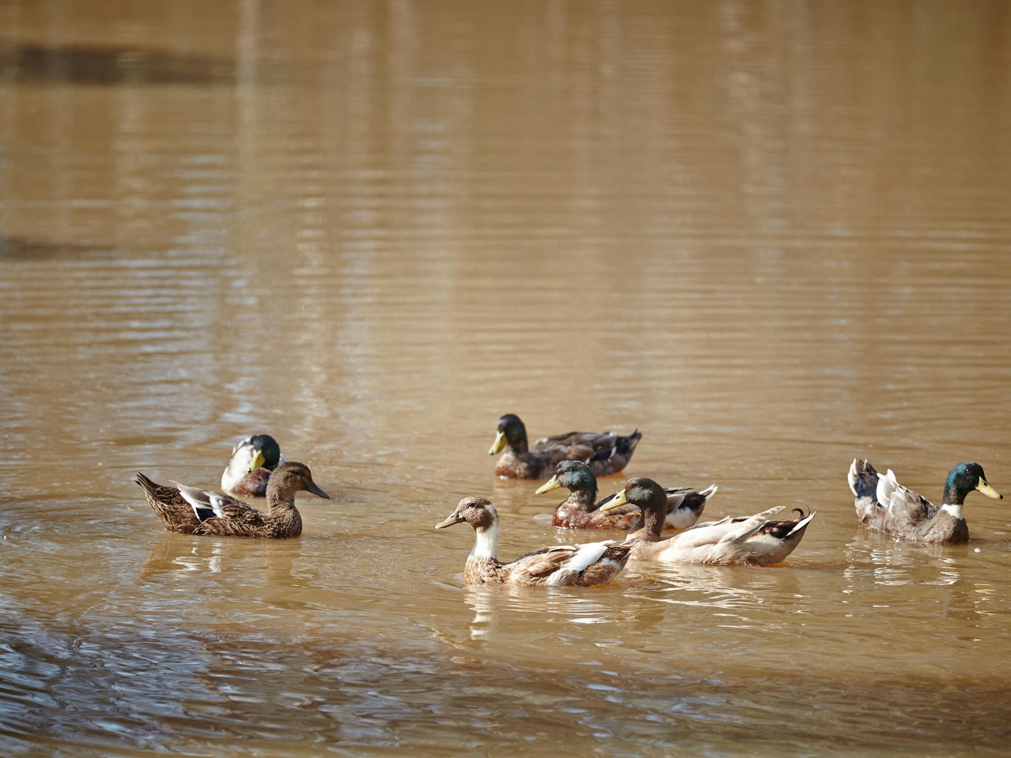 Seven wood ducks swimming on brown lake