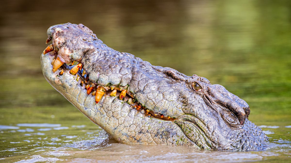 Croc head