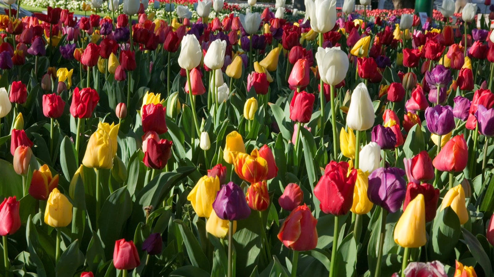 Corbett Gardens