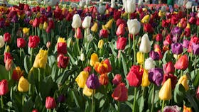 Corbett Gardens
