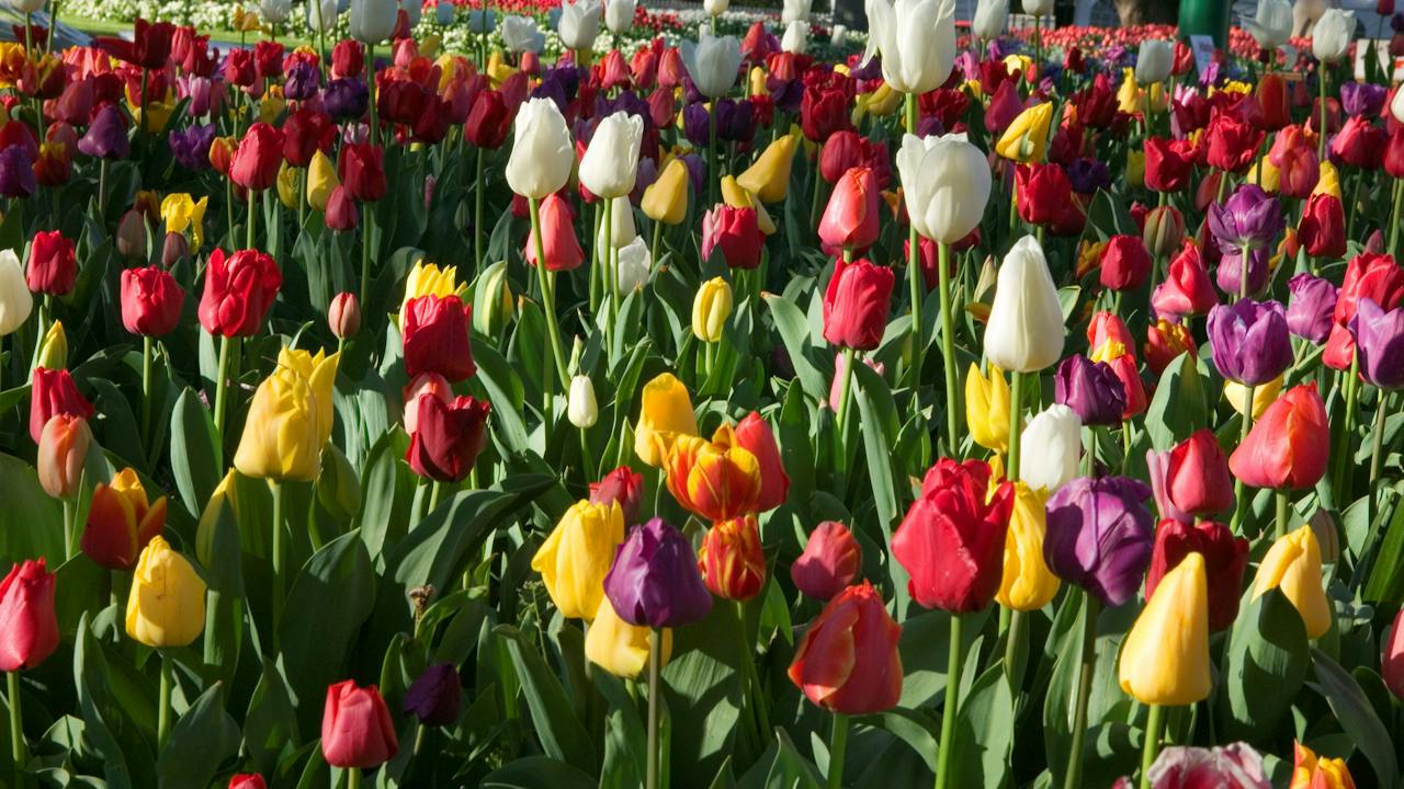 Tulip Time in full bloom
