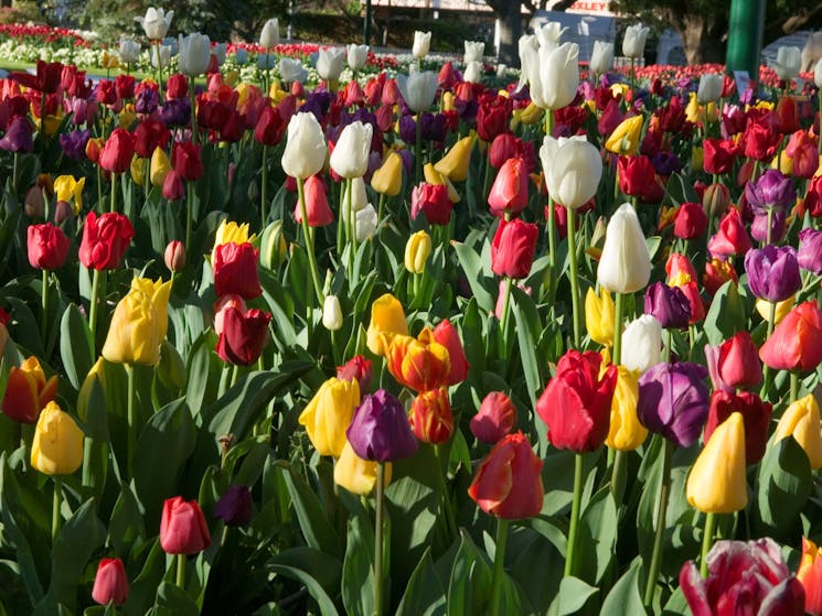 Tulip Time in full bloom