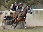 Two people sitting on the racing carriage, pulled by one horse with dust flying out the back