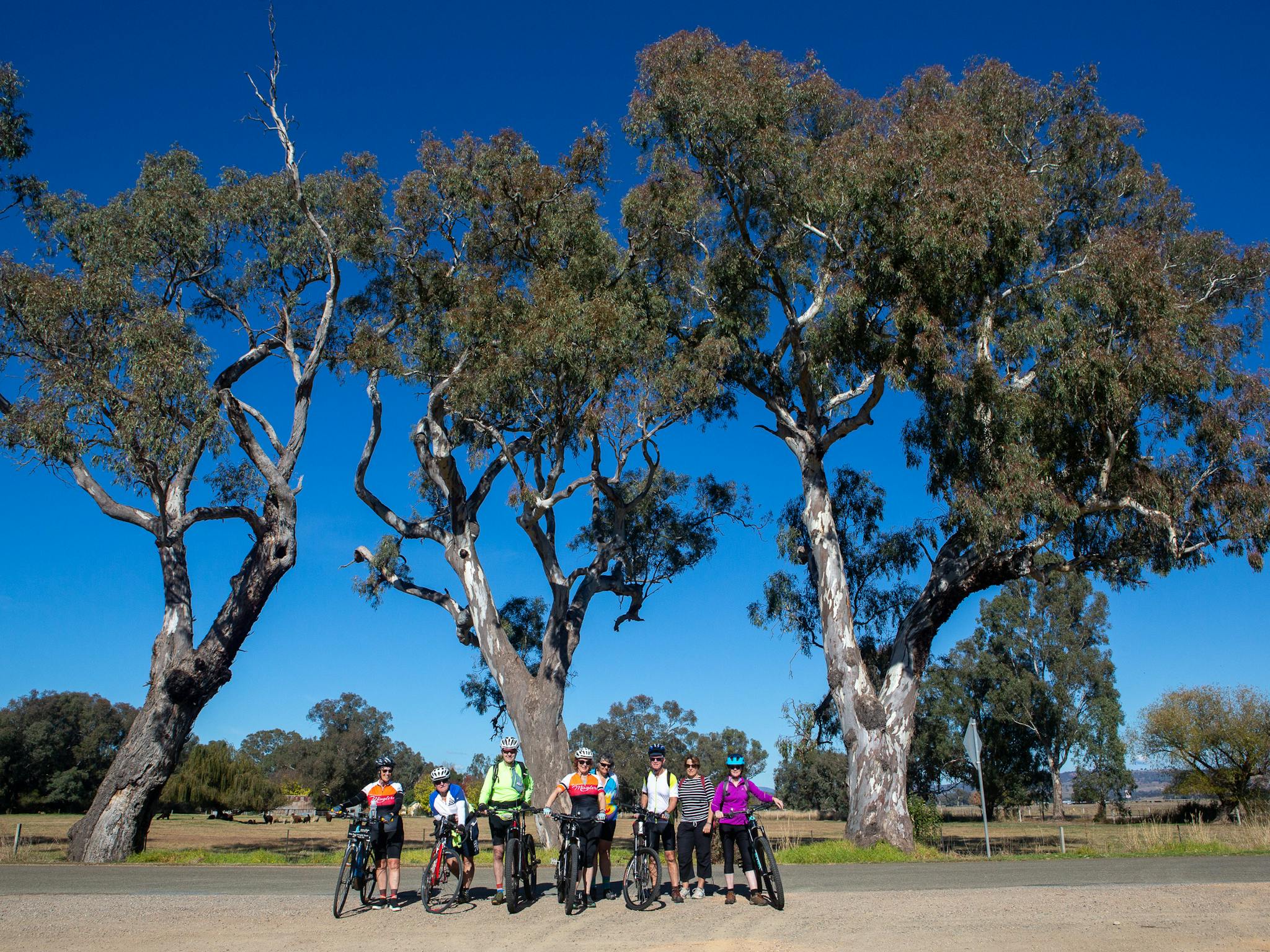 Cyclists standing in front of the trees  which tower over them. Brilliant blue sky