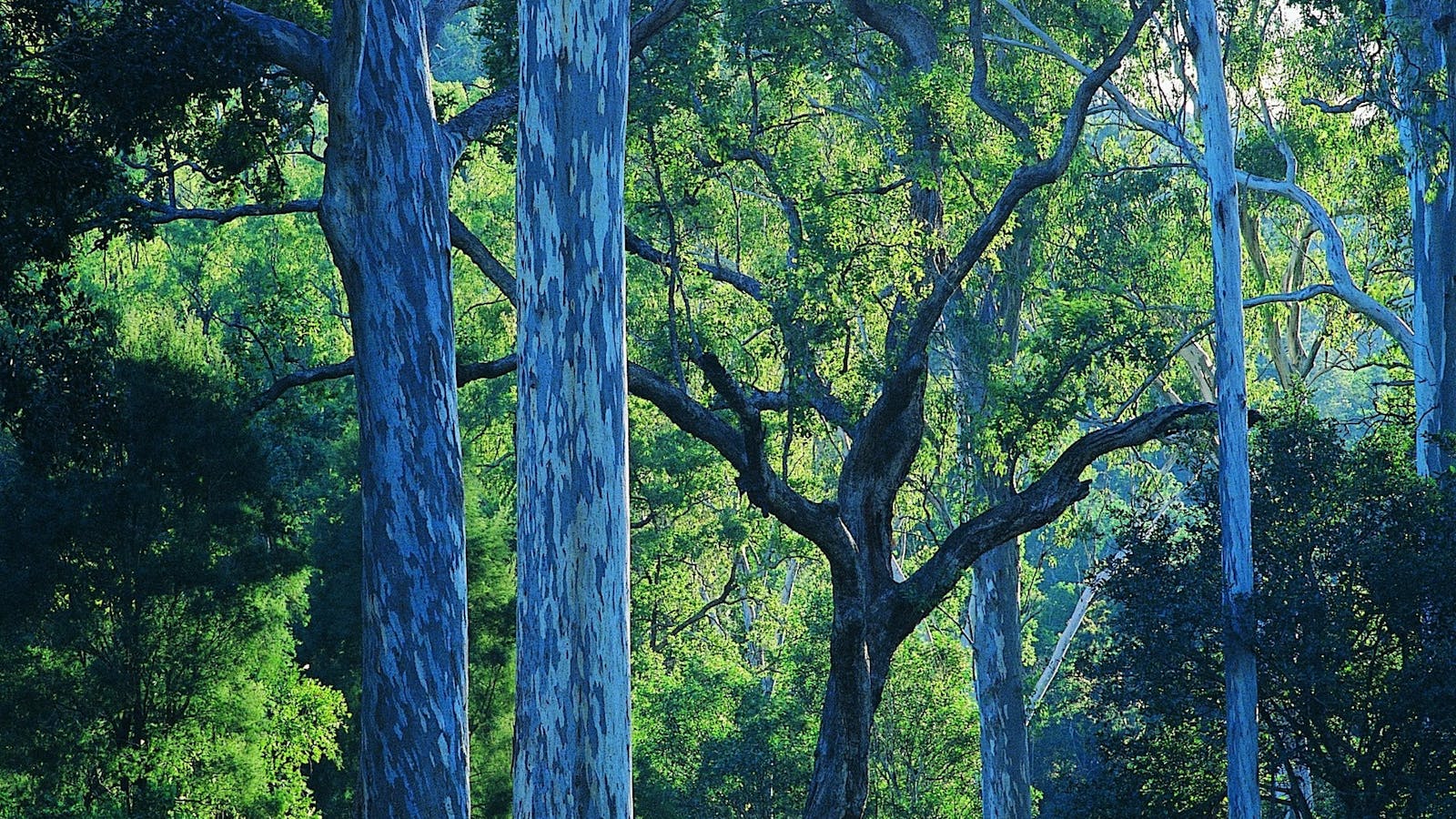 Benarkin State Forest
