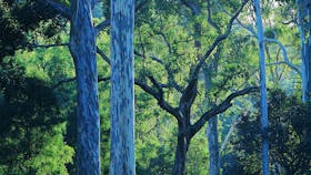 Towering gums, Benarkin State Forest