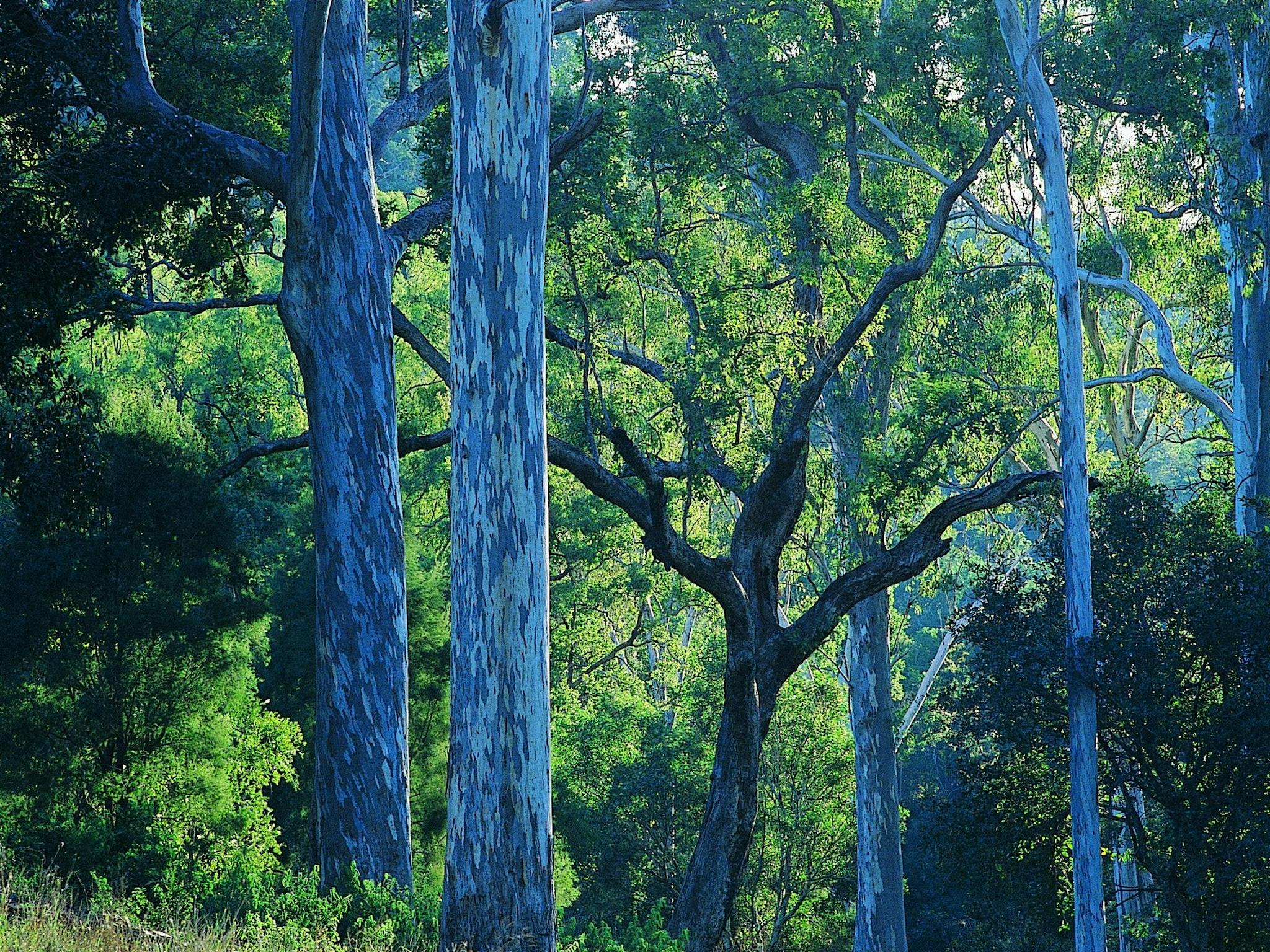 Towering gums, Benarkin State Forest Towering gums, Benarkin State Forest