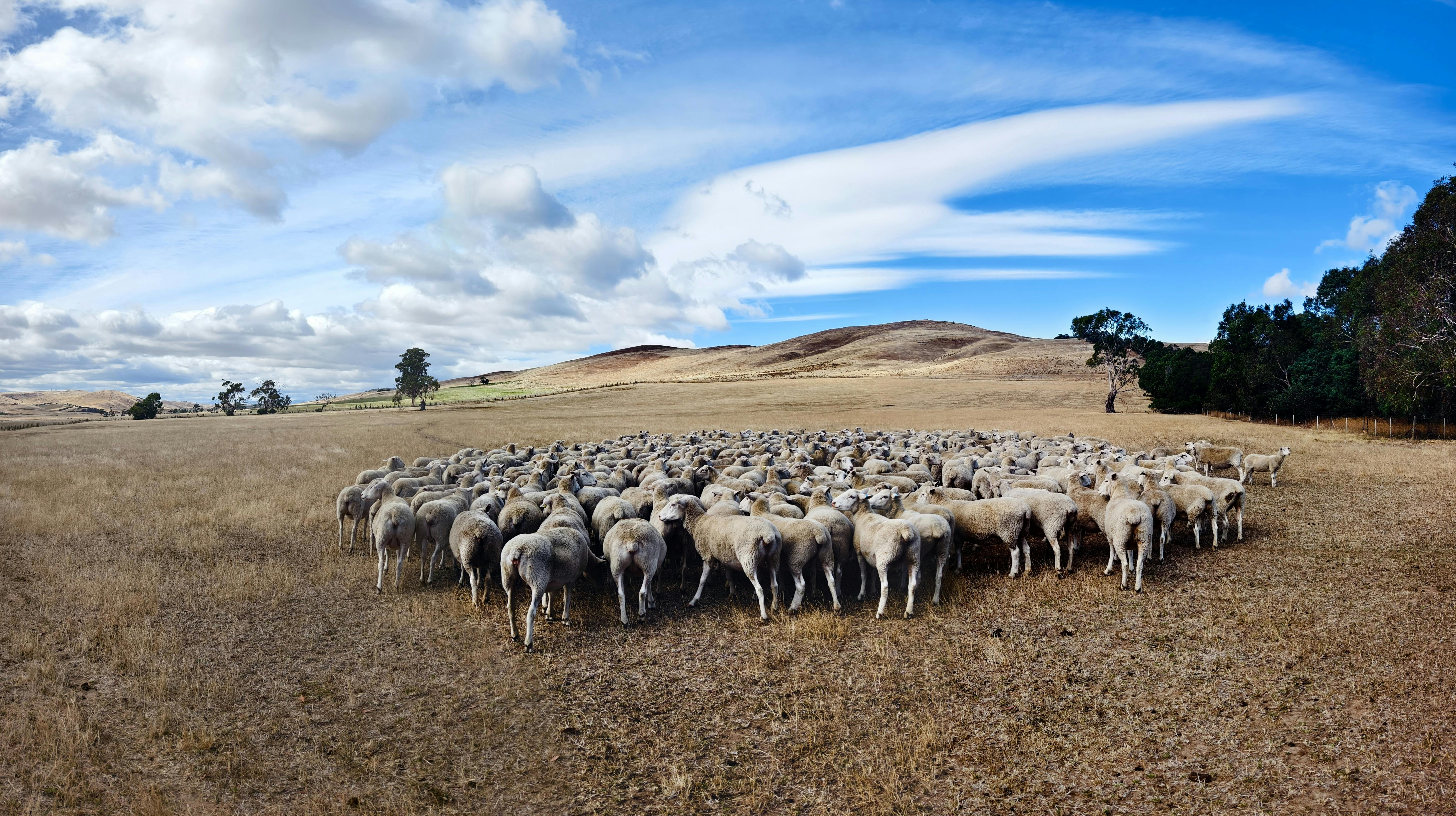 Experience life on a working farm at Curringa Farm—meet friendly sheep