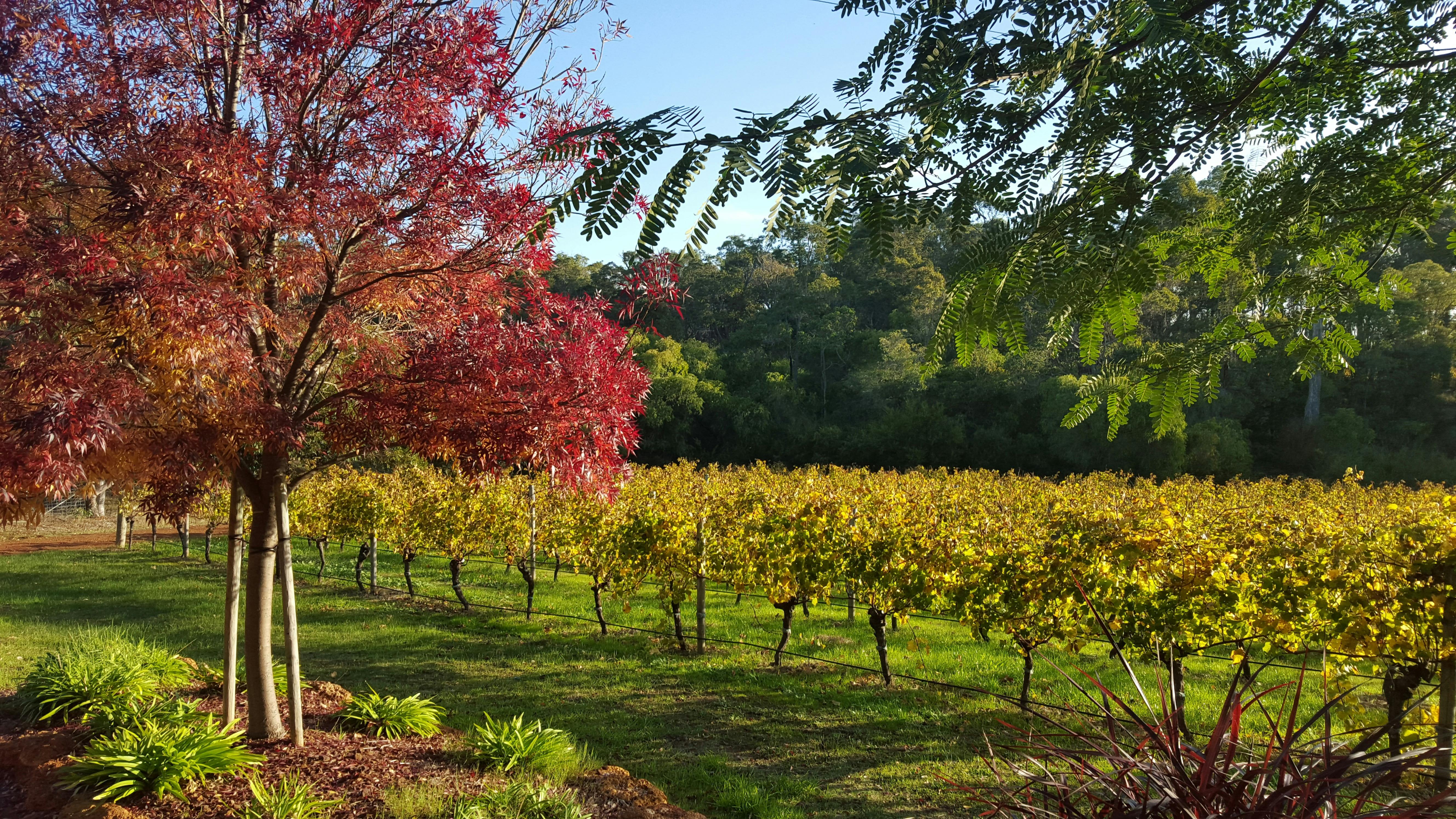 Grape Escape South West Tours, Margaret River, Western Australia
