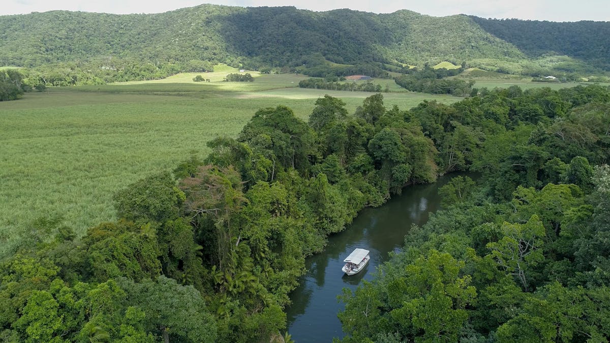 Crocodile and wildife spotting on our 1 hour Daintree river cruise