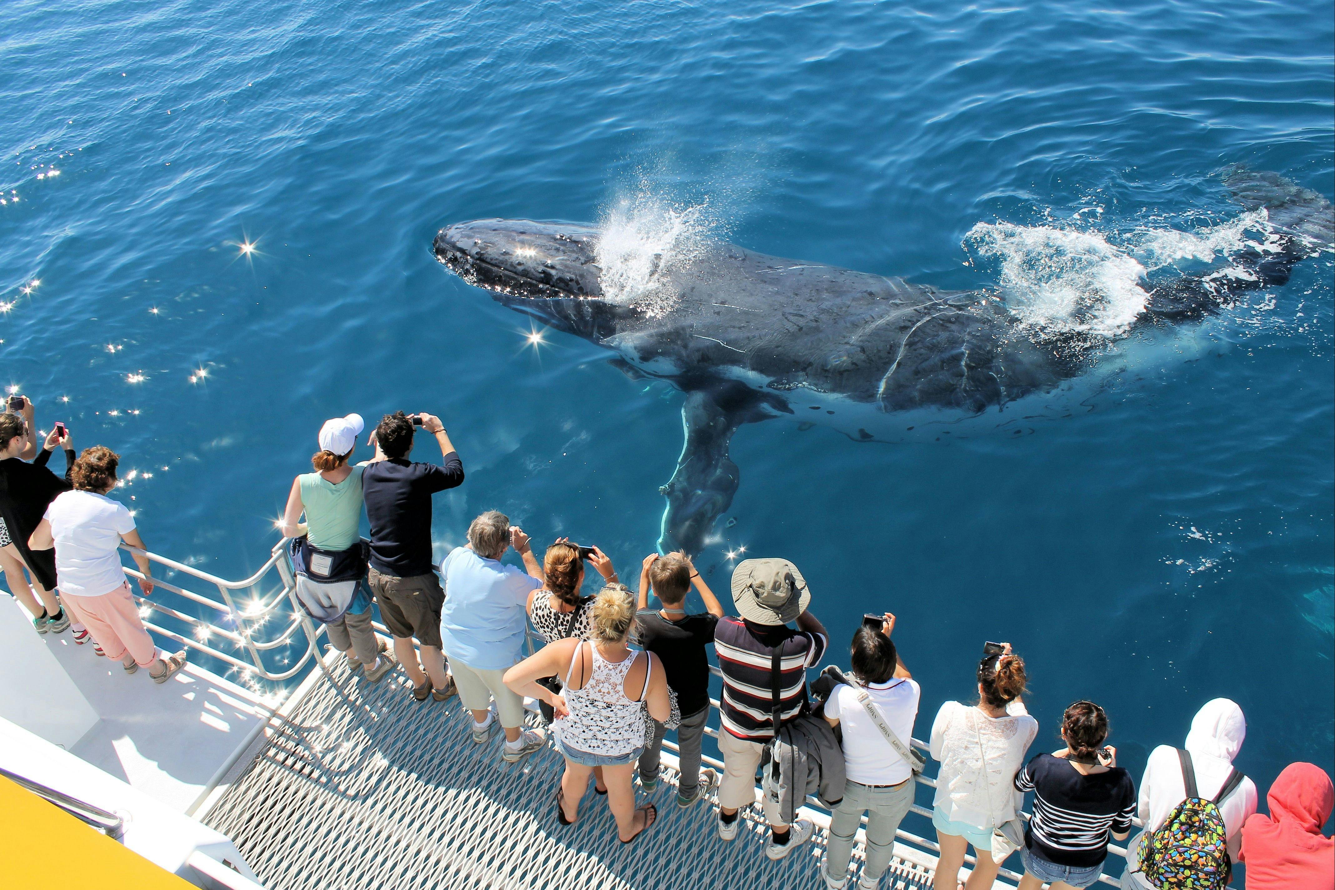 Spirit Of Hervey Bay Whale Watching Cruises