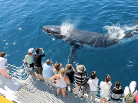 Spirit Of Hervey Bay Whale Watching Cruises