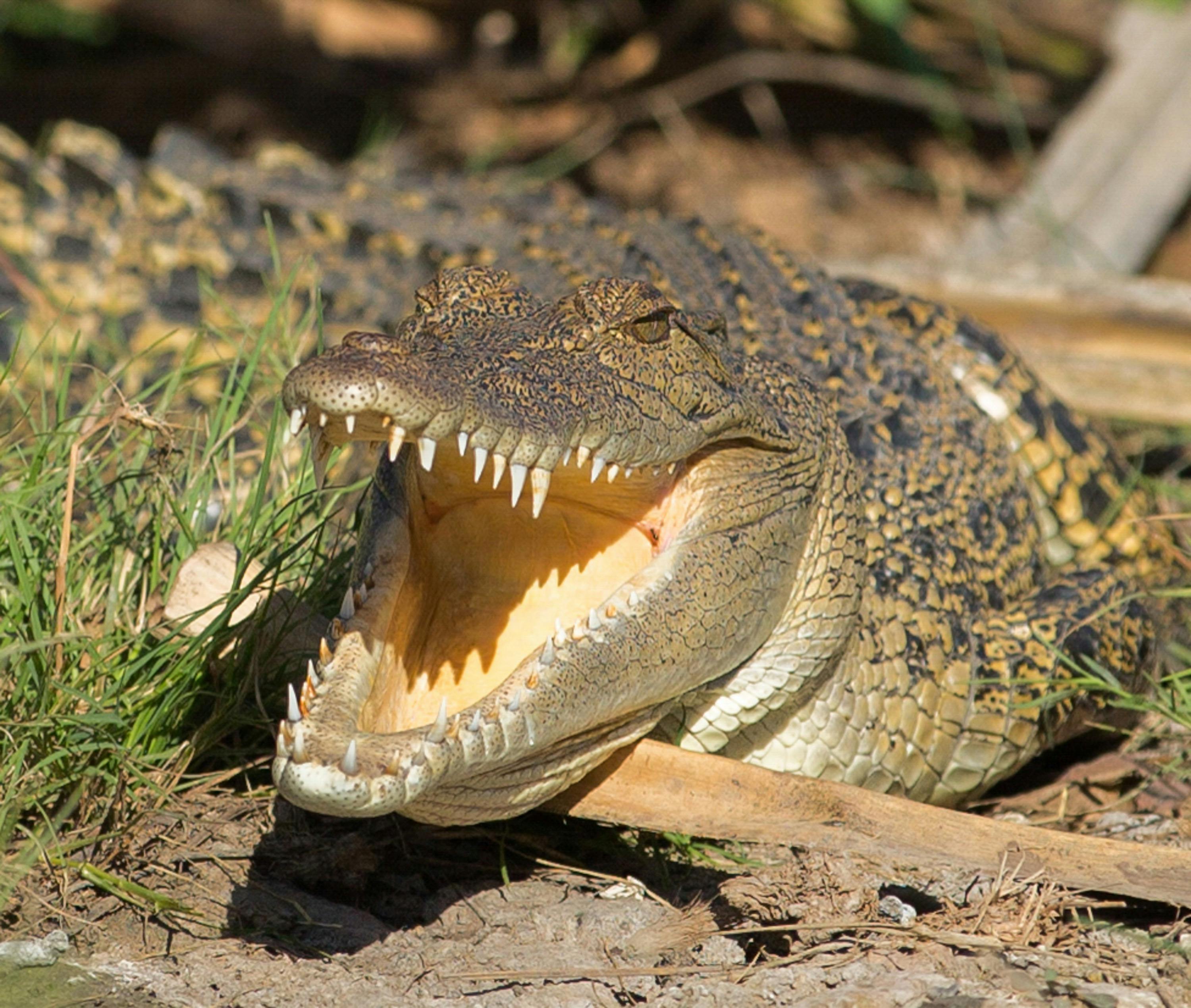 Salt water crocodile