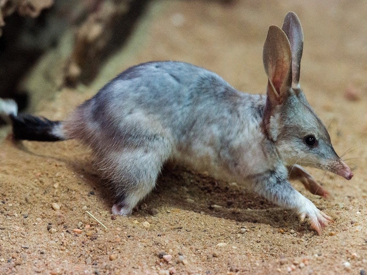 Bilby Bilby