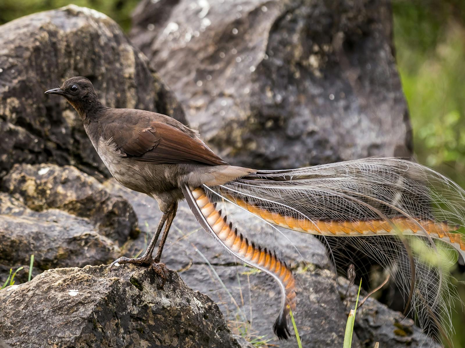 Blue Mountains - Australian Lyrebird