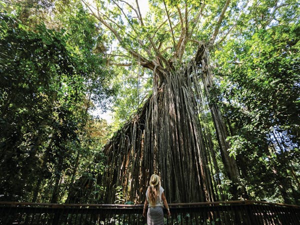 Yungaburra  Tours