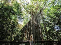 Curtain Fig Tree