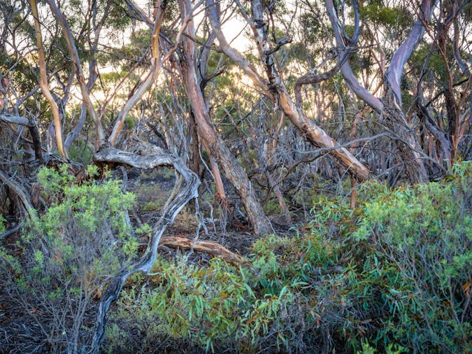 Ridley Conservation Park Campgrounds