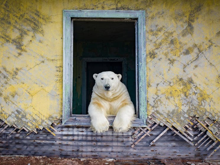 Polar frame by Dmitry Kokh