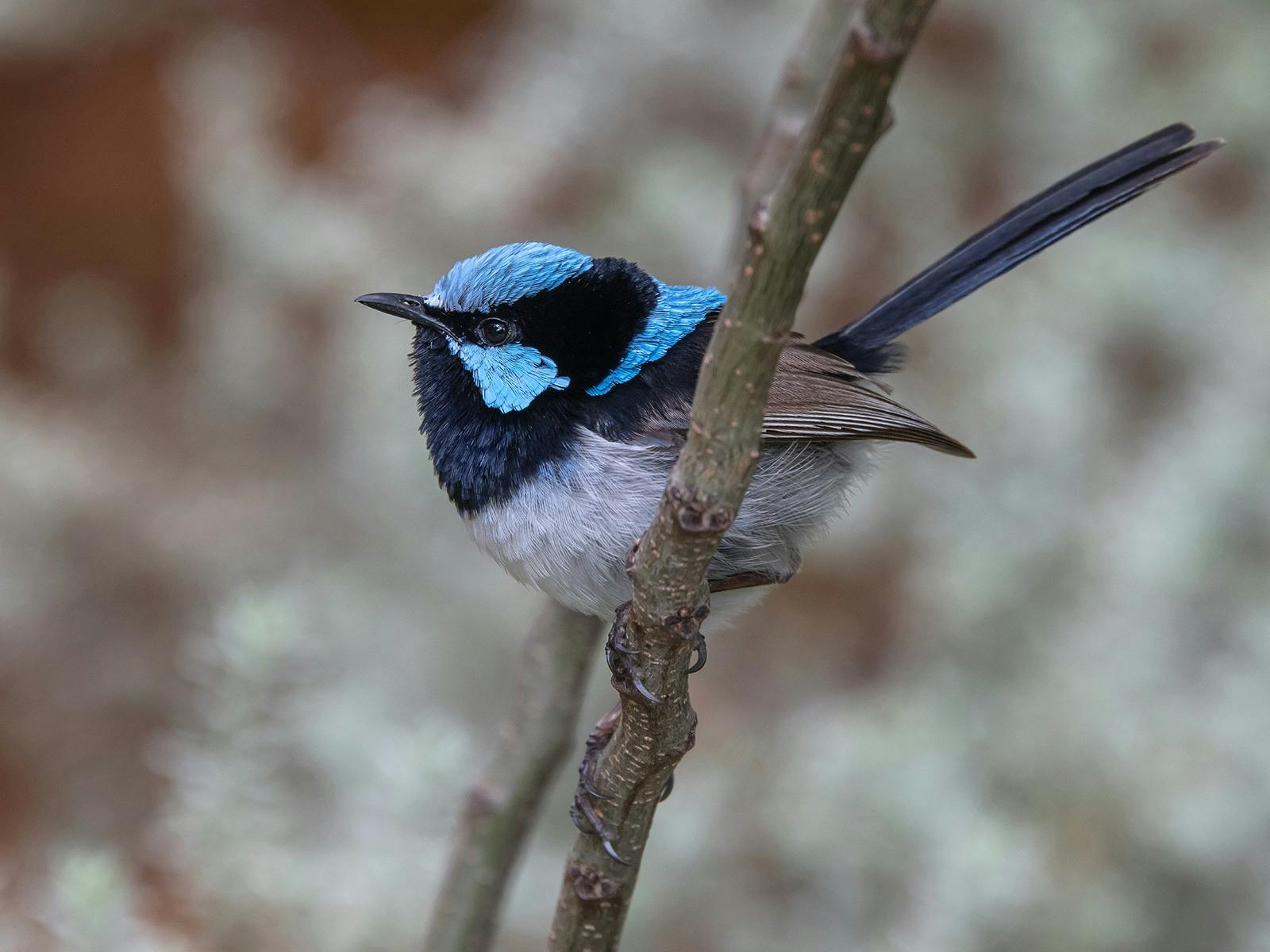 A male bright blue Fairy Wren sitting on a branch.