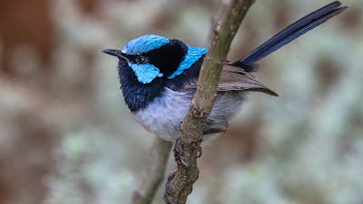 A male bright blue Fairy Wren sitting on a branch.