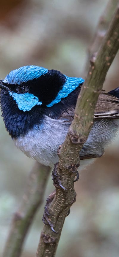 A male bright blue Fairy Wren sitting on a branch.
