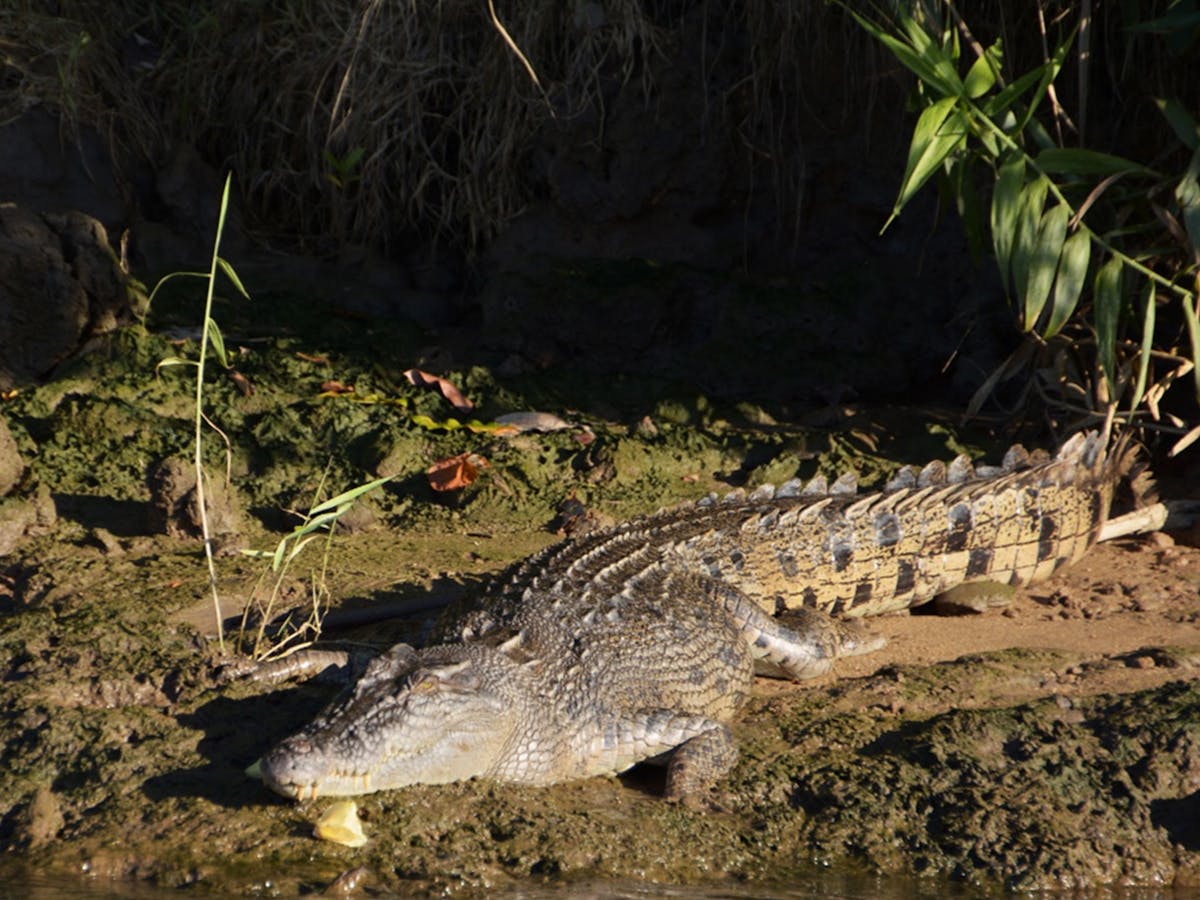 wild crocodile on daintree river bank on jungle tours and trekking