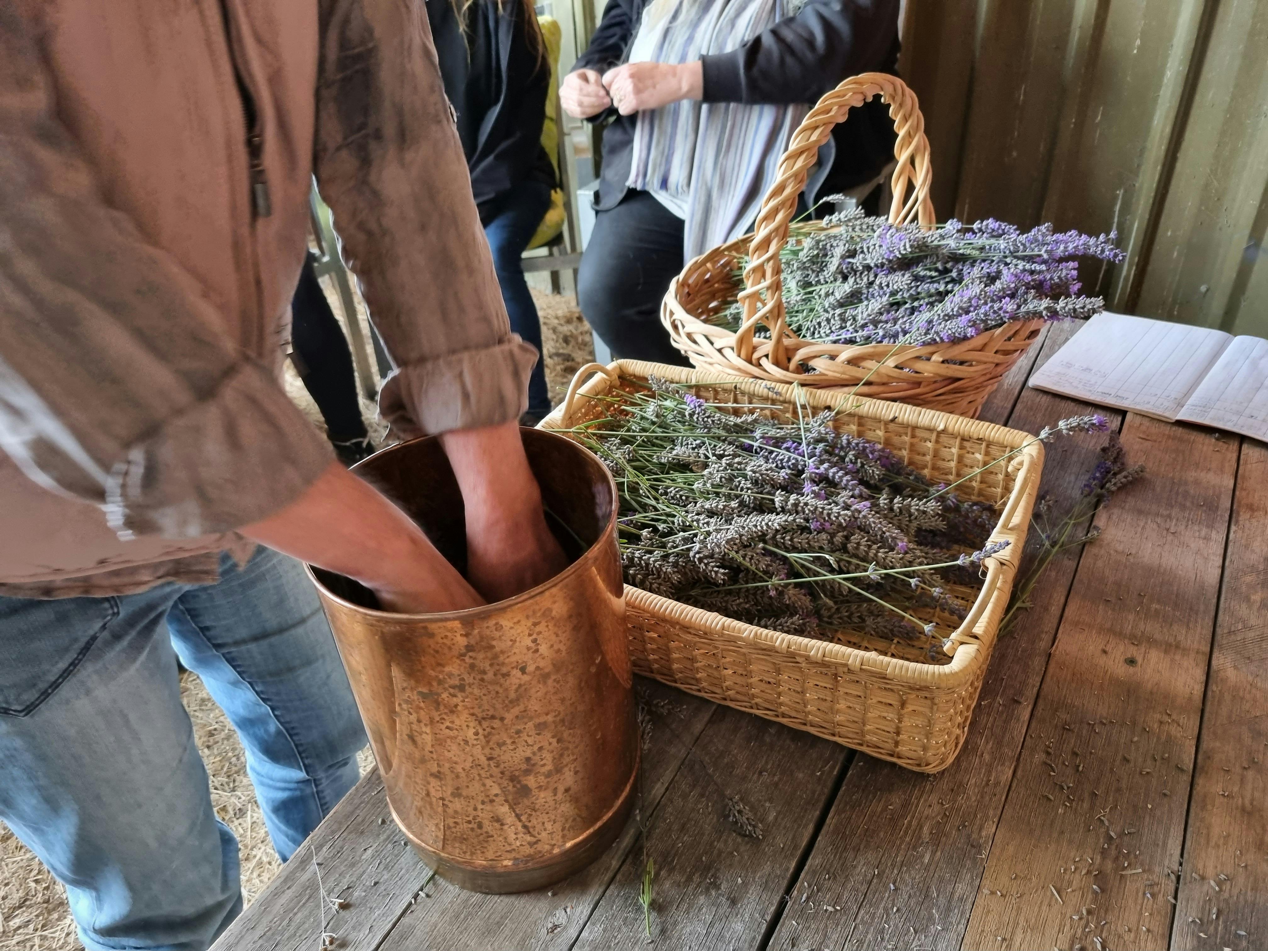 A workshop participant placing harvested lavender into a copper vessel beside baskets of lavender at