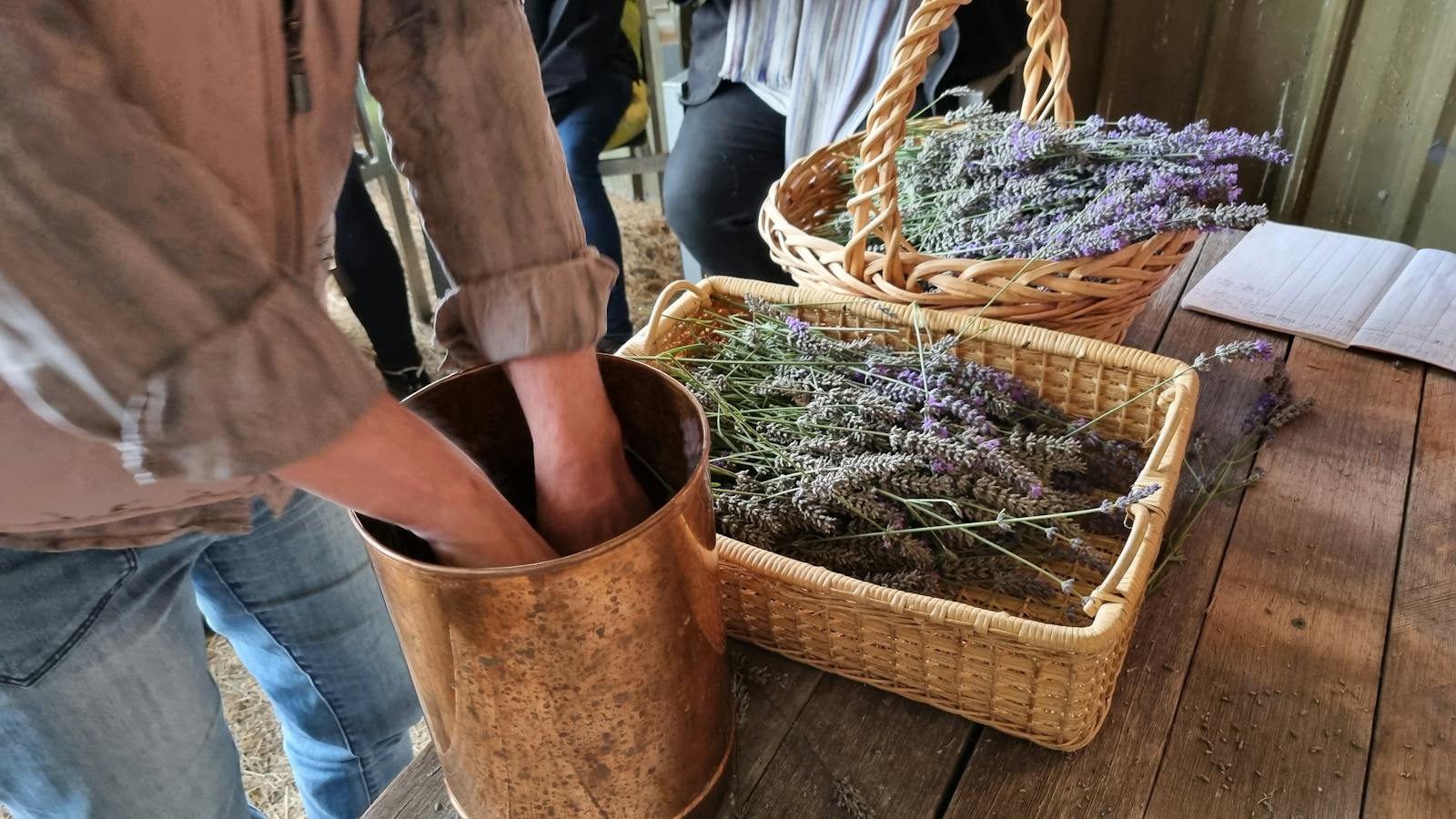 Preparing freshly harvested lavender for distillation during a workshop.