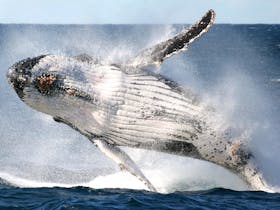 Humpback Whale Breach - Sydney 2014