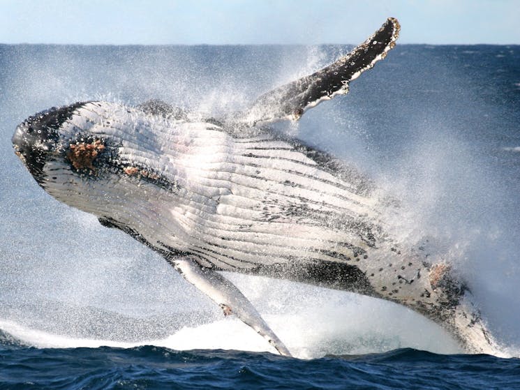 Humpback Whale Breach - Sydney 2014
