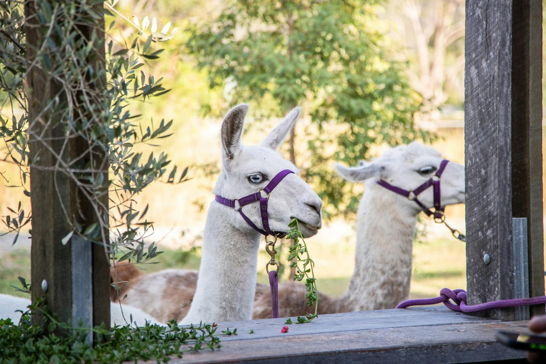 Llamas at Brisbane Vallery Roasters