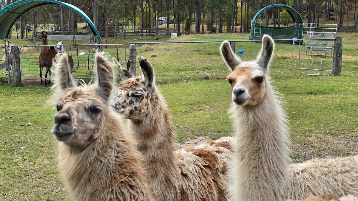 meet our llamas at the farm