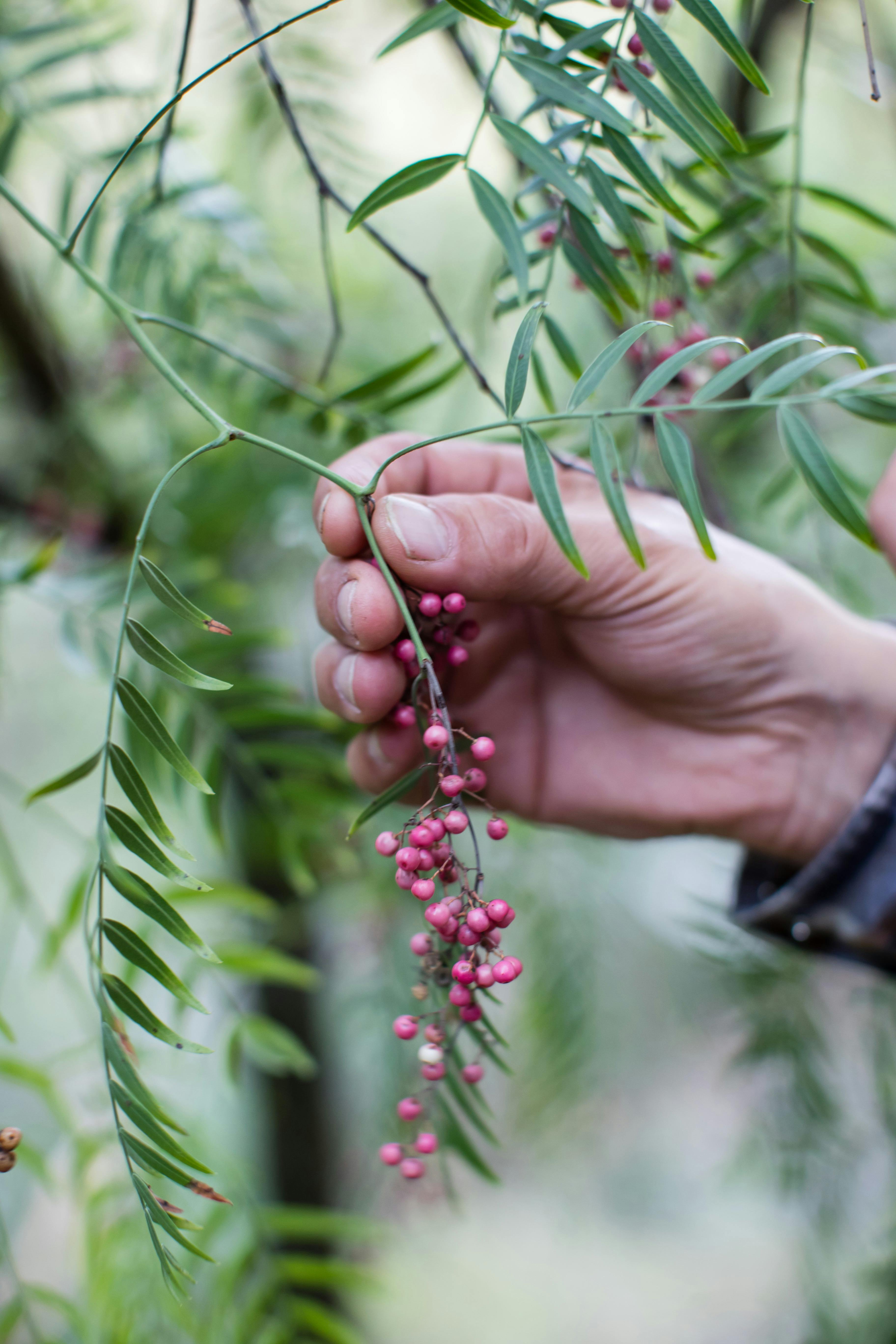 Pink peppercron berries, available through out Australia from February to June.