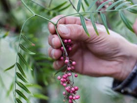 Pink peppercron berries, available through out Australia from February to June.