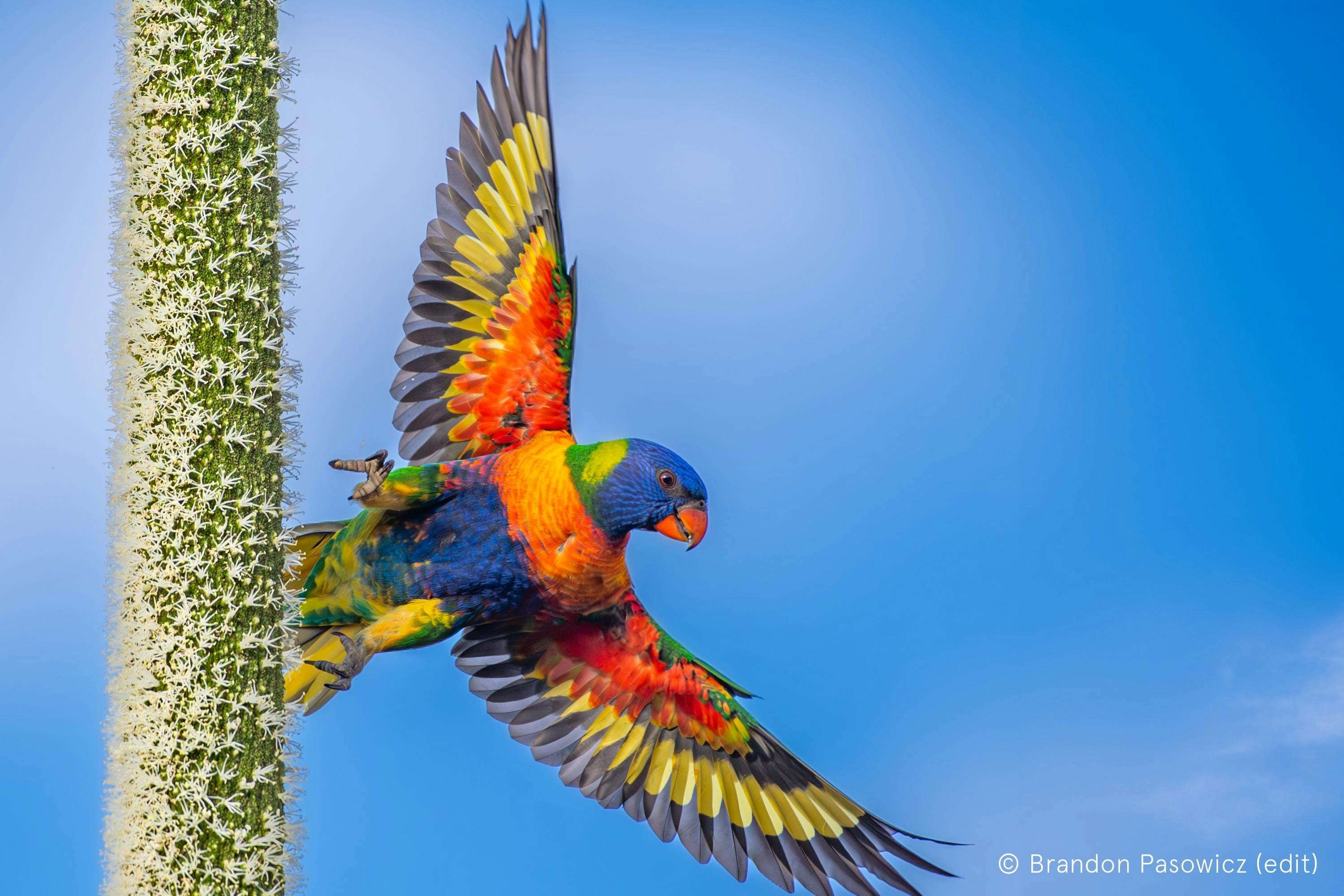 Australian Geographic Nature Photographer of the Year