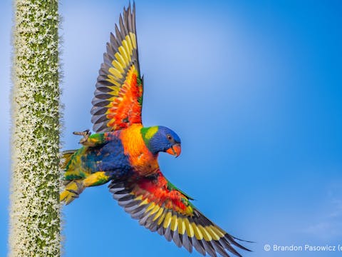Australian Geographic Nature Photographer of the Year