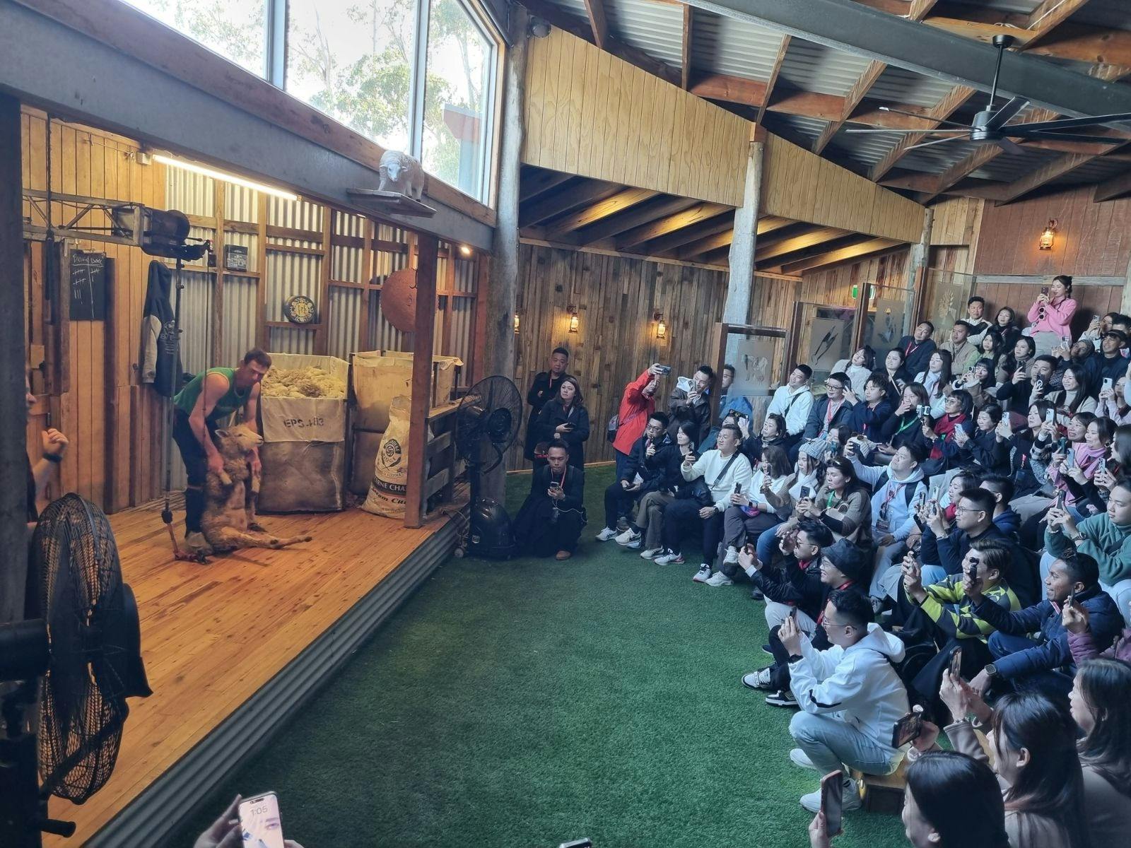 Maru Koala and Animal Park Sheep Shearing Show