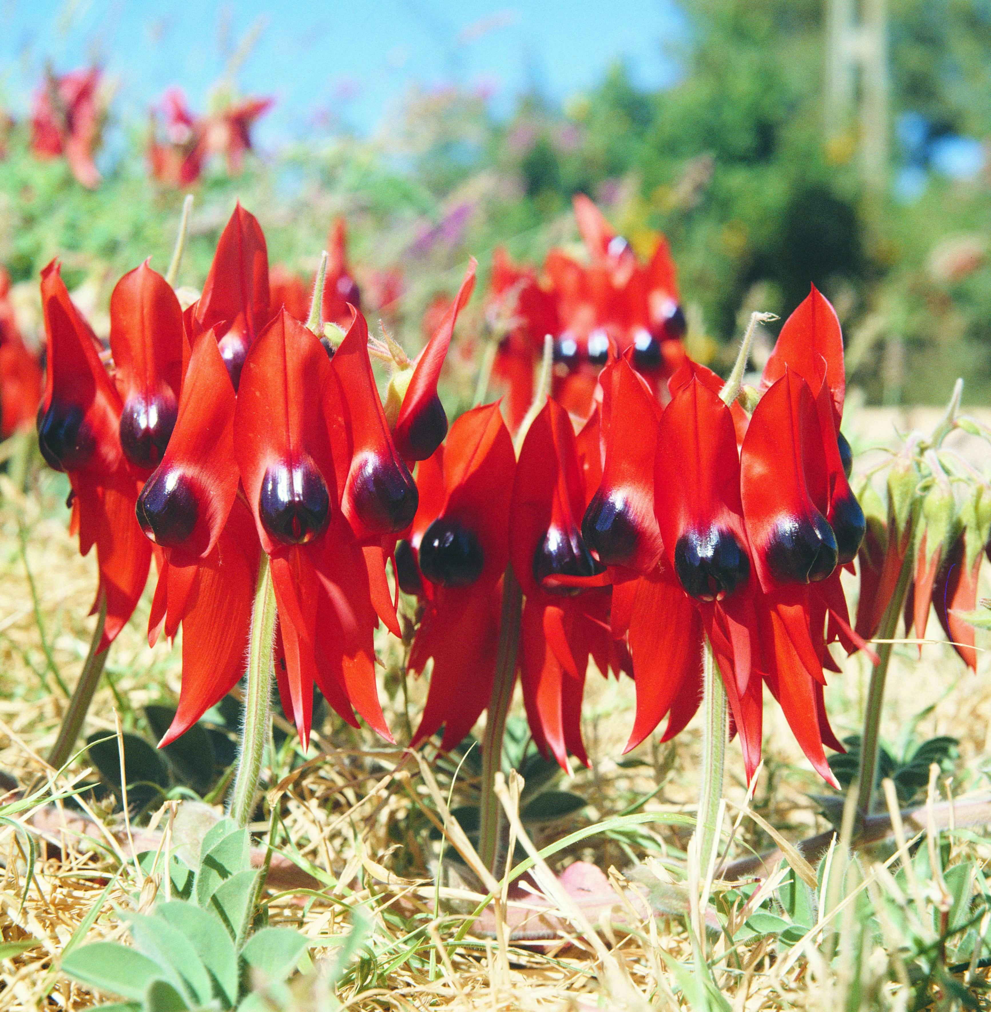 Pilbara Wildflower Trail, Western Australia