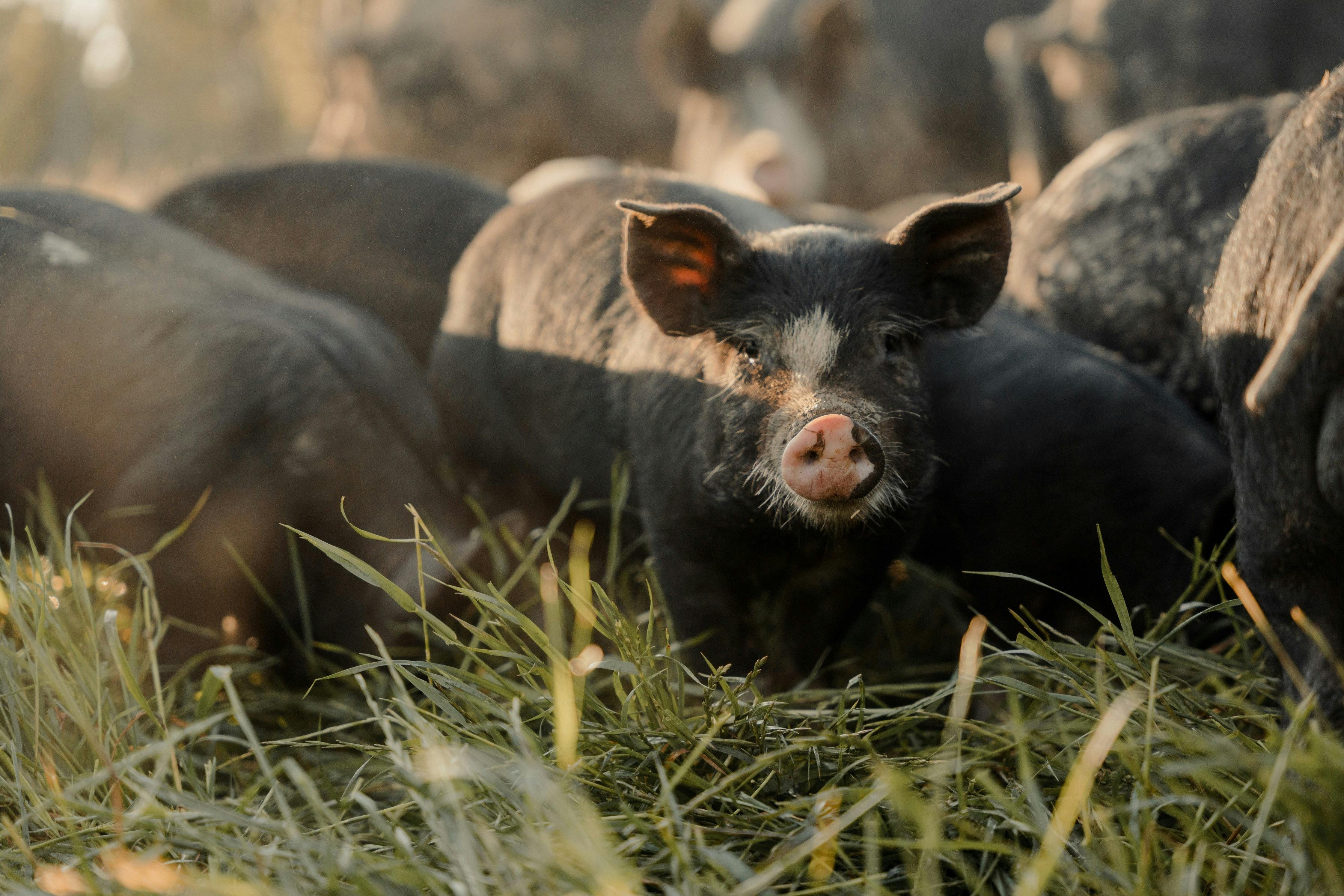 Pigs at Bundarra Berkshires in Barham