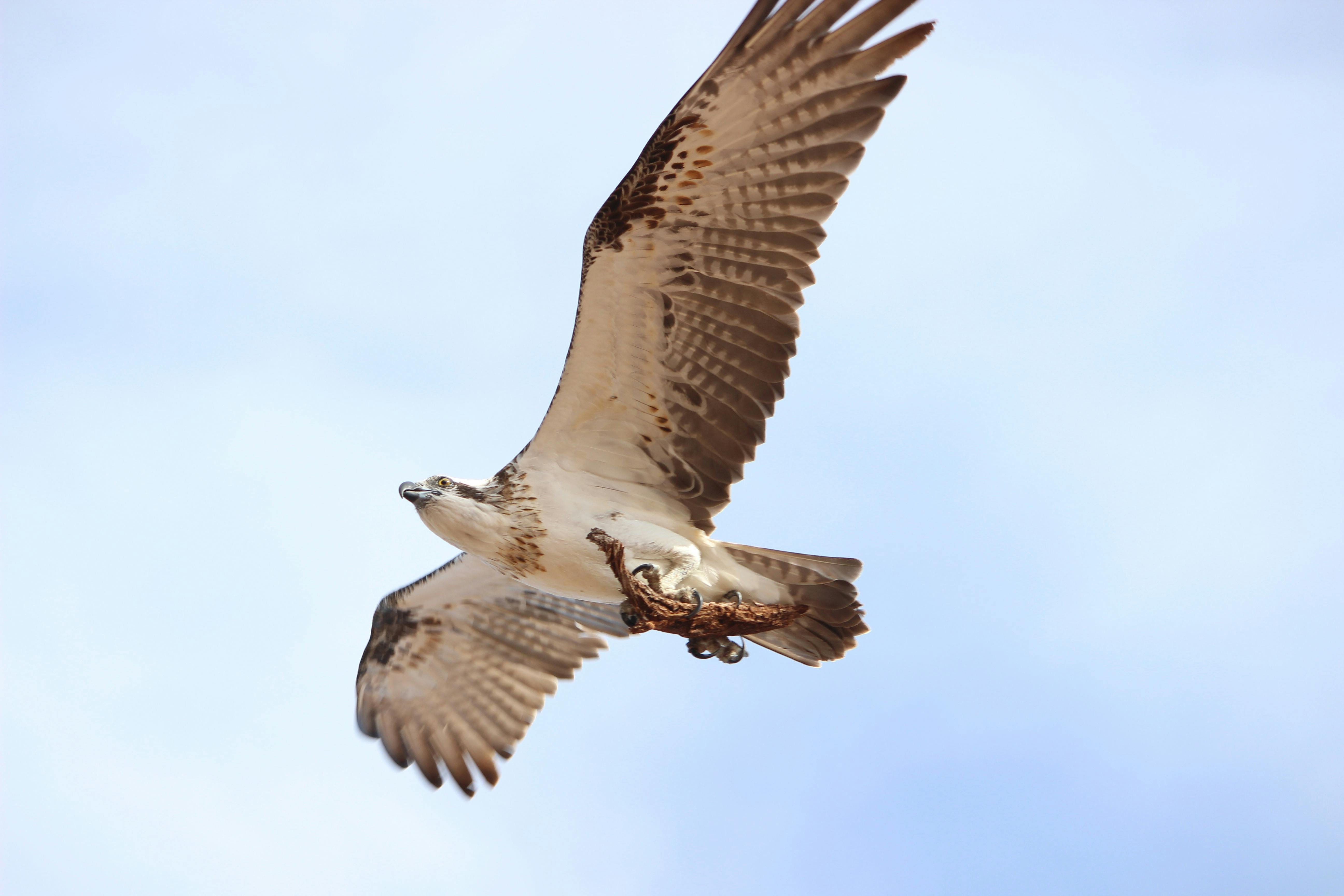 osprey-cape-range
