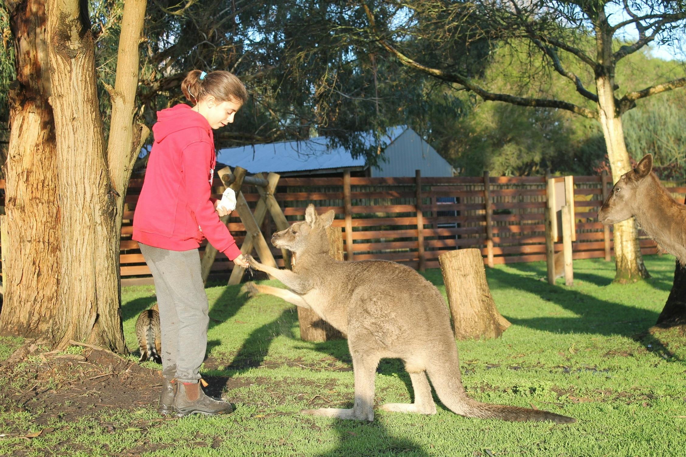 Great Ocean Road Wildlife Park Animal Encounters and Dingo Education